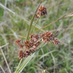 Luzula flaccida (Pale Woodrush) at Tuggeranong Hill - 17 Sep 2021 by michaelb