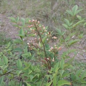 Nandina domestica at Conder, ACT - 17 Sep 2021