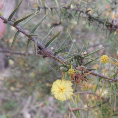 Acacia ulicifolia (Prickly Moses) at Tuggeranong Hill - 17 Sep 2021 by michaelb