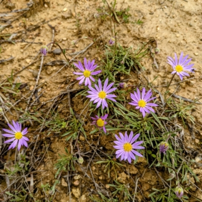 Calotis scabiosifolia var. integrifolia (Rough Burr-daisy) at Stromlo, ACT - 3 Oct 2021 by HelenCross
