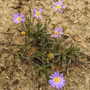 Calotis scabiosifolia var. integrifolia at Stromlo, ACT - 3 Oct 2021