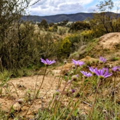 Calotis scabiosifolia var. integrifolia at Stromlo, ACT - 3 Oct 2021