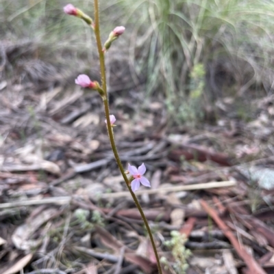 Stylidium sp. (Trigger Plant) at Downer, ACT - 2 Oct 2021 by RudyW