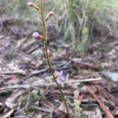 Stylidium sp. (Trigger Plant) at Downer, ACT - 3 Oct 2021 by RudyW