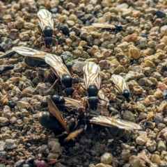 Iridomyrmex purpureus (Meat Ant) at Bullen Range - 3 Oct 2021 by HelenCross
