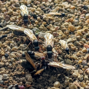 Iridomyrmex purpureus at Stromlo, ACT - 3 Oct 2021 05:16 PM