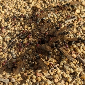 Iridomyrmex purpureus at Stromlo, ACT - 3 Oct 2021 05:16 PM