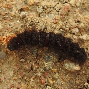 Amata (genus) at Stromlo, ACT - 3 Oct 2021 02:59 PM