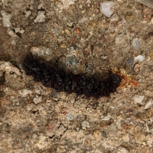 Amata (genus) at Stromlo, ACT - 3 Oct 2021 02:59 PM