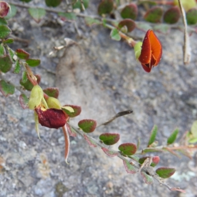 Bossiaea buxifolia (Matted Bossiaea) at Stromlo, ACT - 3 Oct 2021 by HelenCross