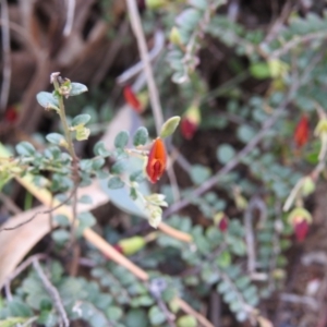 Bossiaea buxifolia at Stromlo, ACT - 3 Oct 2021