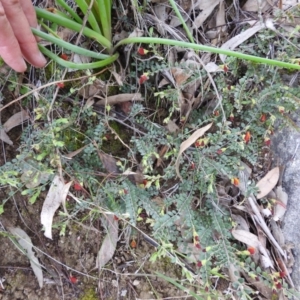 Bossiaea buxifolia at Stromlo, ACT - 3 Oct 2021