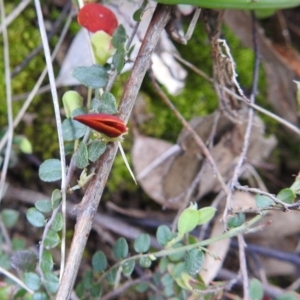 Bossiaea buxifolia at Stromlo, ACT - 3 Oct 2021