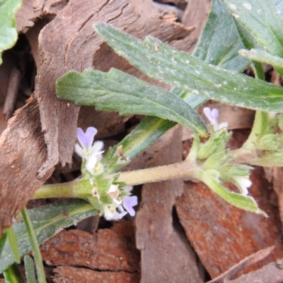 Ajuga australis (Austral Bugle) at Stromlo, ACT - 3 Oct 2021 by HelenCross
