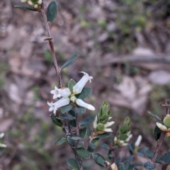 Brachyloma daphnoides at Woomargama, NSW - 2 Oct 2021