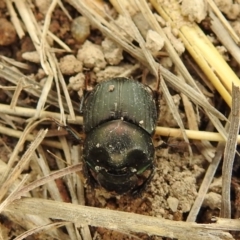 Onthophagus australis (Southern dung beetle) at Stromlo, ACT - 3 Oct 2021 by HelenCross