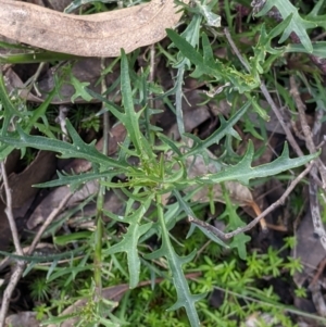 Isotoma axillaris at Talmalmo, NSW - 2 Oct 2021