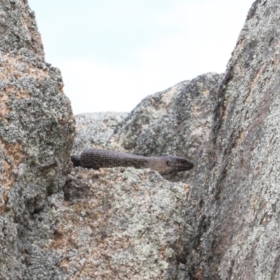 Egernia cunninghami (Cunningham's Skink) at Rendezvous Creek, ACT - 3 Oct 2021 by RAllen