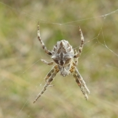 Backobourkia (genus) (An orb weaver) at Stromlo, ACT - 3 Oct 2021 by HelenCross