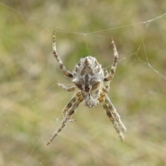 Backobourkia sp. (genus) (An orb weaver) at Stromlo, ACT - 3 Oct 2021 by HelenCross