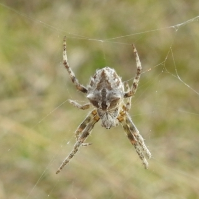 Backobourkia (genus) (An orb weaver) at Stromlo, ACT - 3 Oct 2021 by HelenCross