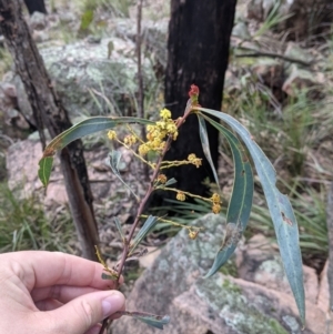 Acacia rubida at Woomargama, NSW - 2 Oct 2021