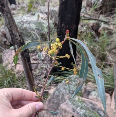 Acacia rubida (Red-stemmed Wattle, Red-leaved Wattle) at Woomargama National Park - 2 Oct 2021 by Darcy