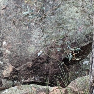 Acacia rubida at Woomargama, NSW - 2 Oct 2021
