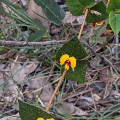Platylobium formosum (Handsome Flat Pea) at Talmalmo, NSW - 2 Oct 2021 by Darcy