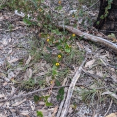 Platylobium formosum at Talmalmo, NSW - 2 Oct 2021