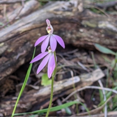 Caladenia carnea (Pink Fingers) at Talmalmo, NSW - 2 Oct 2021 by Darcy