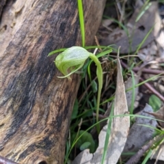 Pterostylis nutans (Nodding Greenhood) at Talmalmo, NSW - 2 Oct 2021 by Darcy