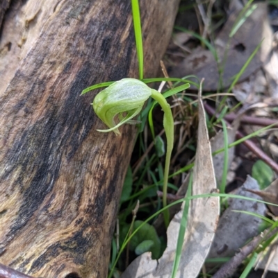 Pterostylis nutans (Nodding Greenhood) at Talmalmo, NSW - 2 Oct 2021 by Darcy