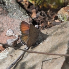 Paralucia spinifera (Bathurst or Purple Copper Butterfly) at suppressed - 3 Oct 2021 by RAllen