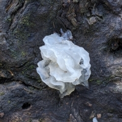 Tremella fuciformis (Snow Fungus) at Woomargama National Park - 2 Oct 2021 by Darcy