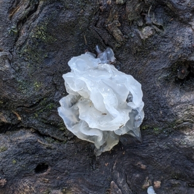 Tremella fuciformis (Snow Fungus) at Talmalmo, NSW - 2 Oct 2021 by Darcy