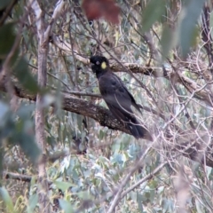 Zanda funerea (Yellow-tailed Black-Cockatoo) at Talmalmo, NSW - 2 Oct 2021 by Darcy