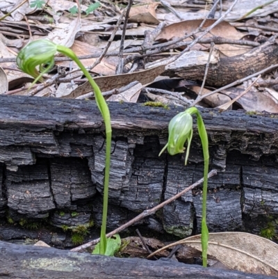 Pterostylis nutans (Nodding Greenhood) at Woomargama National Park - 2 Oct 2021 by Darcy