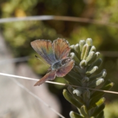 Paralucia crosbyi (Violet Copper Butterfly) at Booth, ACT - 3 Oct 2021 by RAllen