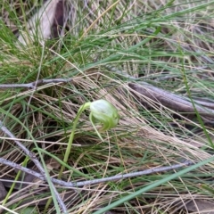 Pterostylis nutans (Nodding Greenhood) at Woomargama, NSW - 2 Oct 2021 by Darcy