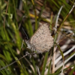 Paralucia crosbyi (Violet Copper Butterfly) by RAllen
