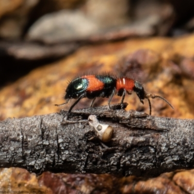 Dicranolaius bellulus (Red and Blue Pollen Beetle) at Bruce, ACT - 4 Oct 2021 by Roger