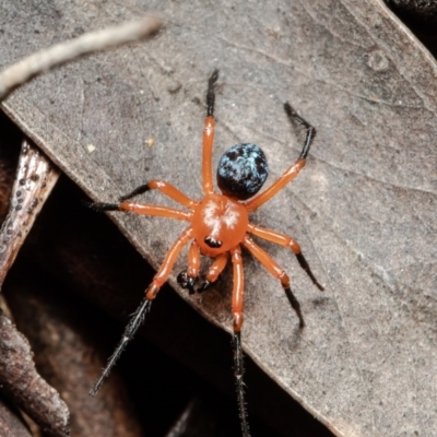 Nicodamus peregrinus (Common Red and black spider) at Bruce, ACT - 4 Oct 2021 by Roger