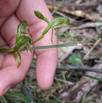 Bunochilus montanus (ACT) = Pterostylis jonesii (NSW) at  - suppressed by Darcy