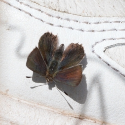 Paralucia spinifera (Bathurst or Purple Copper Butterfly) at Booth, ACT - 3 Oct 2021 by RAllen