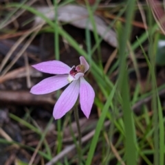 Caladenia carnea (Pink Fingers) at Woomargama, NSW - 2 Oct 2021 by Darcy