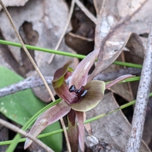 Chiloglottis x pescottiana at suppressed - 2 Oct 2021