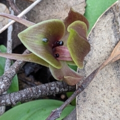 Chiloglottis valida (Large Bird Orchid) at Woomargama, NSW by Darcy