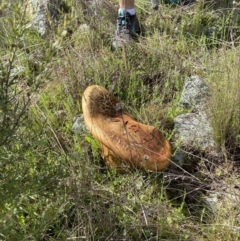 Phlebopus marginatus (Giant Bolete) at Stromlo, ACT - 3 Oct 2021 by AJB