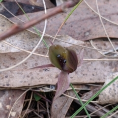 Chiloglottis x pescottiana (Bronze Bird Orchid) at Woomargama, NSW - 2 Oct 2021 by Darcy